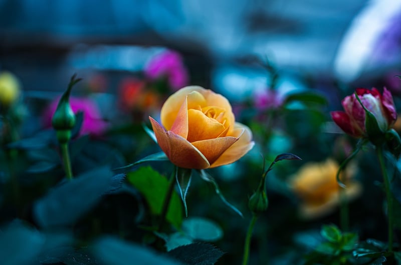 Magical Arrangements